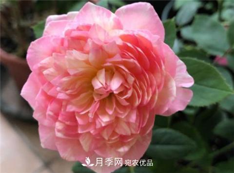 這6種月季花，四季開花不斷，又大又美，值得入手(圖9)