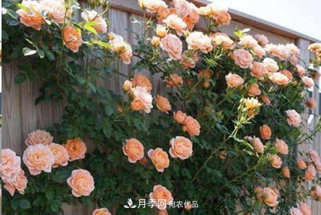 廣東種月季，首選這15種，一年花開10個月！(圖1)