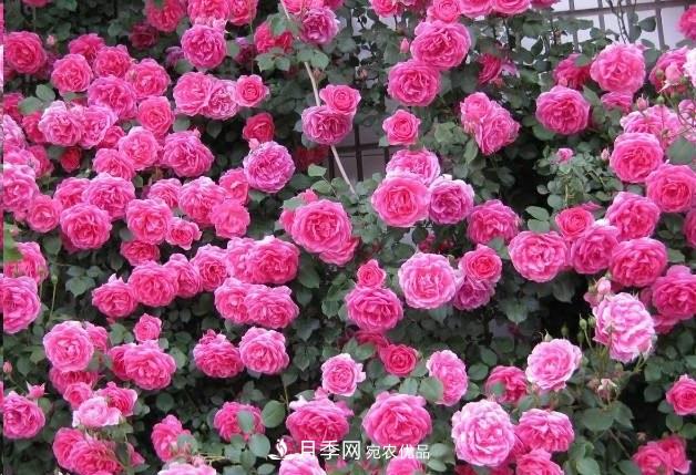 廣東種月季，首選這15種，一年花開10個月！(圖2)