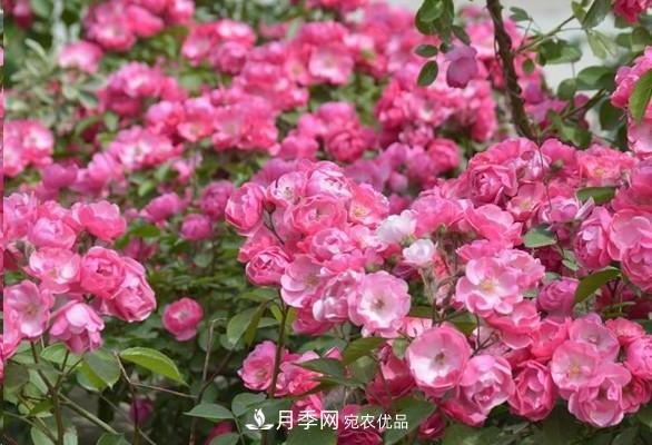 廣東種月季，首選這15種，一年花開10個月！(圖4)
