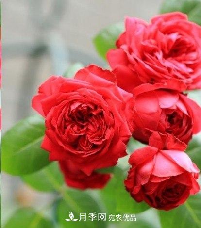 廣東種月季，首選這15種，一年花開10個月！(圖3)