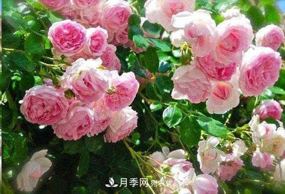 廣東種月季，首選這15種，一年花開10個月！(圖6)