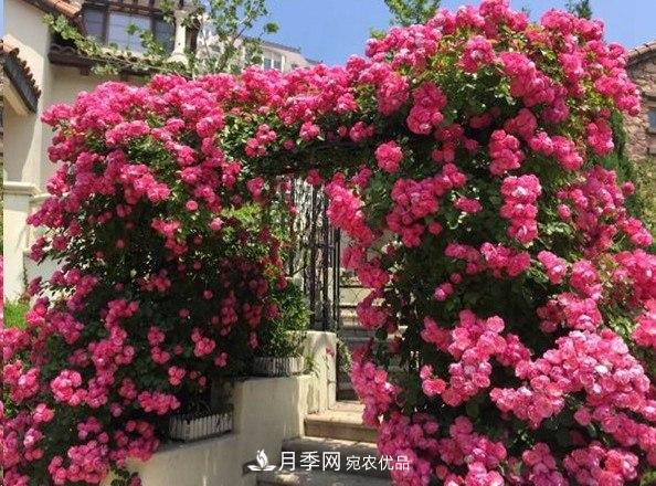 廣東種月季，首選這15種，一年花開10個月！(圖5)