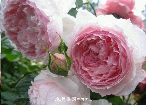 廣東種月季，首選這15種，一年花開10個月！(圖7)