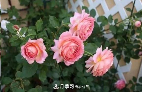 廣東種月季，首選這15種，一年花開10個月！(圖9)