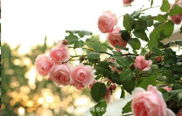 廣東種月季，首選這15種，一年花開10個月！(圖8)