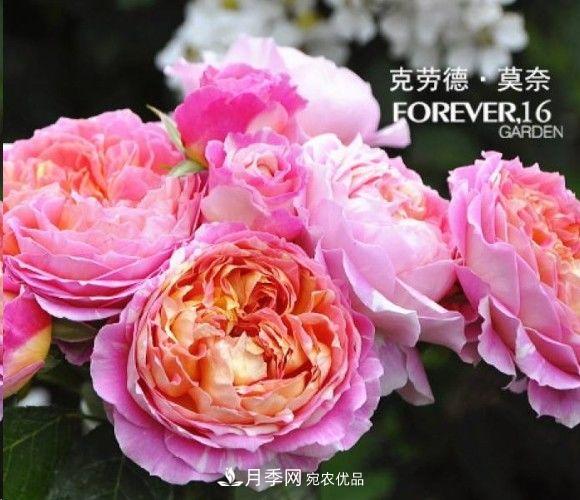 廣東種月季，首選這15種，一年花開10個月！(圖11)
