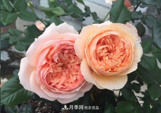 廣東種月季，首選這15種，一年花開10個月！(圖12)