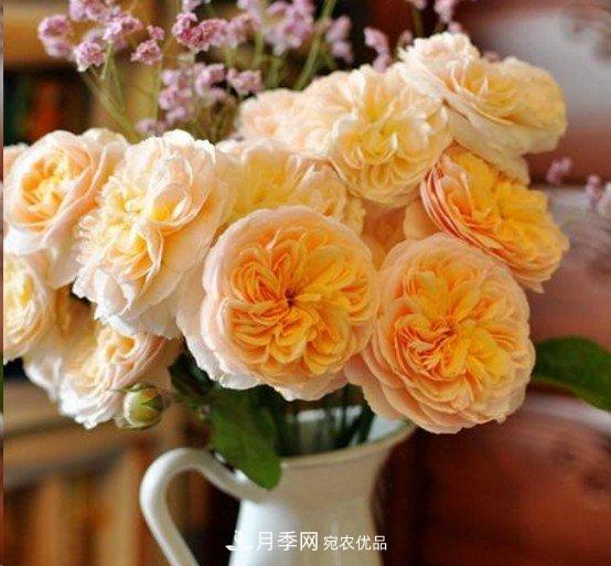 廣東種月季，首選這15種，一年花開10個月！(圖10)