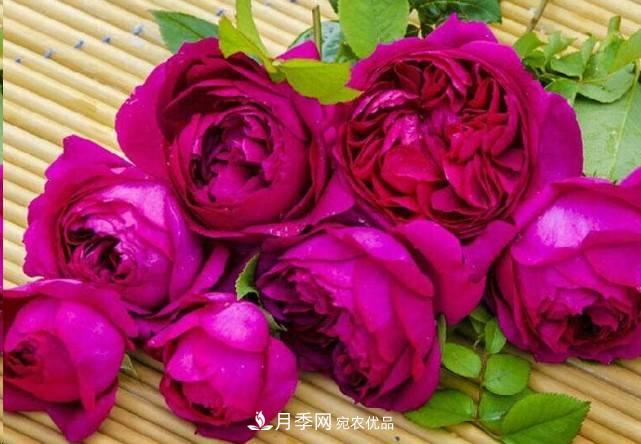 廣東種月季，首選這15種，一年花開10個月！(圖15)