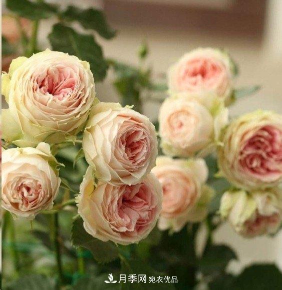廣東種月季，首選這15種，一年花開10個月！(圖14)