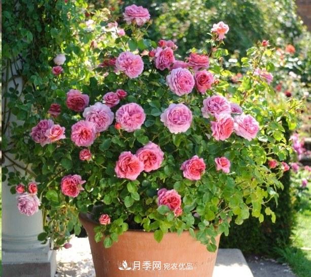 廣東種月季，首選這15種，一年花開10個月！(圖16)