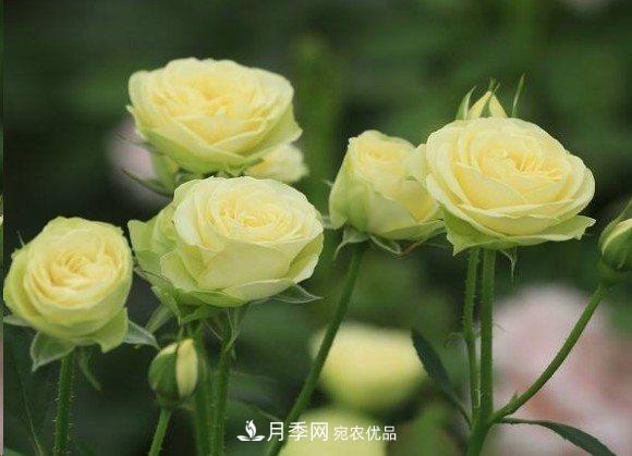 廣東種月季，首選這15種，一年花開10個月！(圖17)
