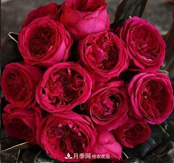 廣東種月季，首選這15種，一年花開10個月！(圖18)
