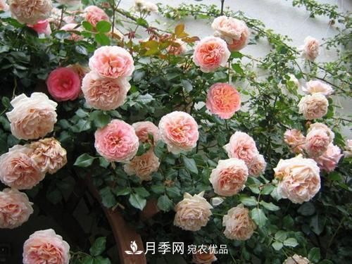 推薦4種經(jīng)典灌木月季，抗病開花能力都很不錯(cuò)(圖1)