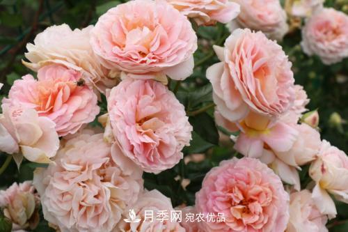 推薦4種經(jīng)典灌木月季，抗病開花能力都很不錯(cuò)(圖2)