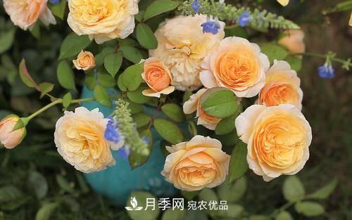 推薦4種經(jīng)典灌木月季，抗病開花能力都很不錯(cuò)(圖4)