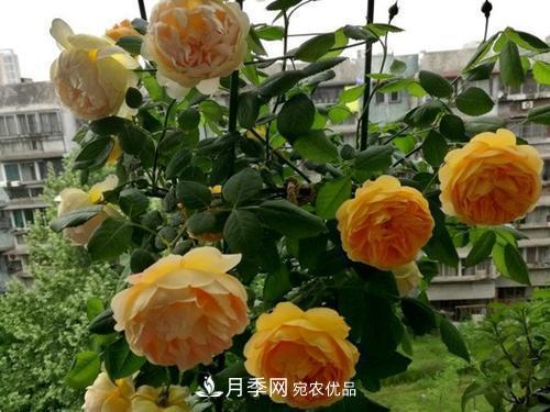 推薦4種經(jīng)典灌木月季，抗病開花能力都很不錯(cuò)(圖3)
