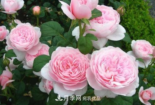 推薦4種經(jīng)典灌木月季，抗病開花能力都很不錯(cuò)(圖7)
