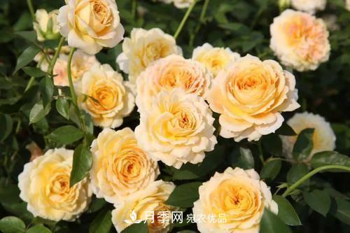 推薦4種經(jīng)典灌木月季，抗病開花能力都很不錯(cuò)(圖6)