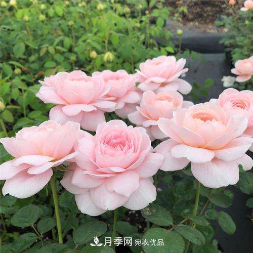 推薦4種經(jīng)典灌木月季，抗病開花能力都很不錯(cuò)(圖8)