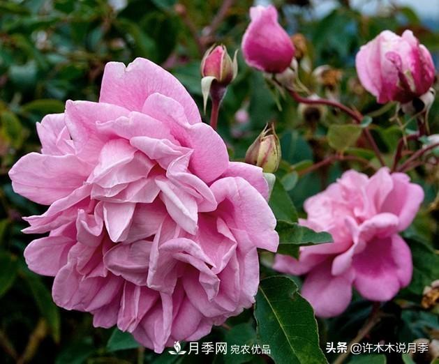 25個豐花濃香的波旁月季。擁有中國血統(tǒng)，不僅抗病還能做花墻(圖1)