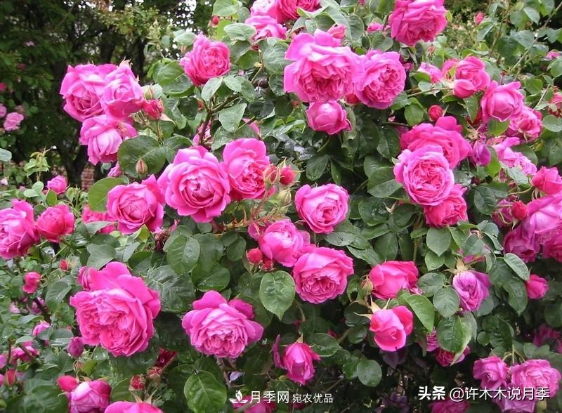 25個豐花濃香的波旁月季。擁有中國血統(tǒng)，不僅抗病還能做花墻(圖2)