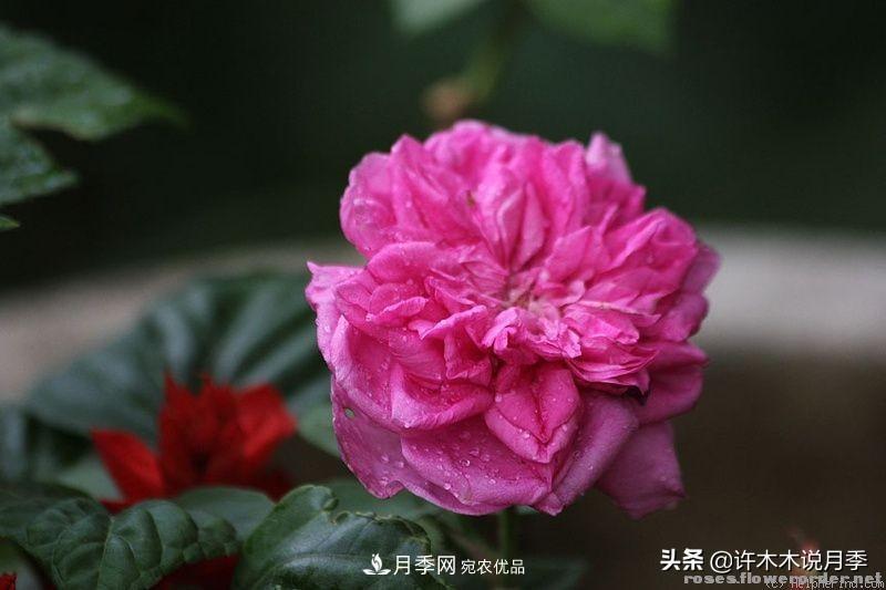 25個豐花濃香的波旁月季。擁有中國血統(tǒng)，不僅抗病還能做花墻(圖5)