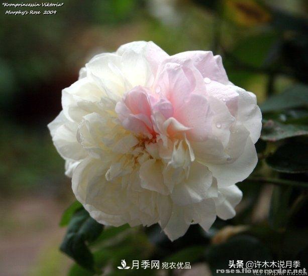 25個豐花濃香的波旁月季。擁有中國血統(tǒng)，不僅抗病還能做花墻(圖6)