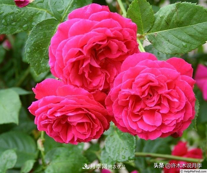 25個豐花濃香的波旁月季。擁有中國血統(tǒng)，不僅抗病還能做花墻(圖9)