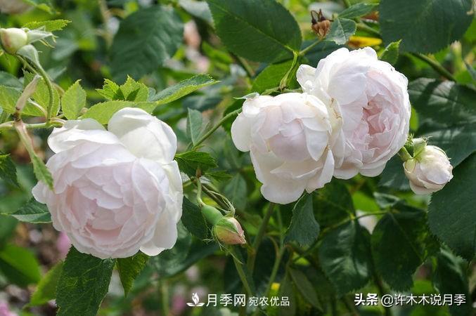 25個豐花濃香的波旁月季。擁有中國血統(tǒng)，不僅抗病還能做花墻(圖8)