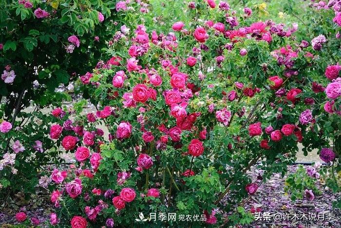 25個豐花濃香的波旁月季。擁有中國血統(tǒng)，不僅抗病還能做花墻(圖7)