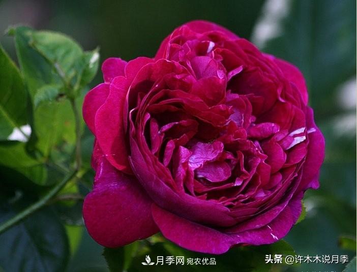 25個豐花濃香的波旁月季。擁有中國血統(tǒng)，不僅抗病還能做花墻(圖11)
