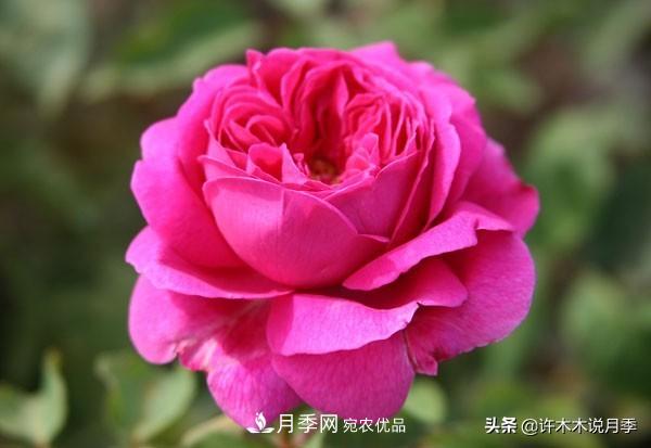 25個豐花濃香的波旁月季。擁有中國血統(tǒng)，不僅抗病還能做花墻(圖16)