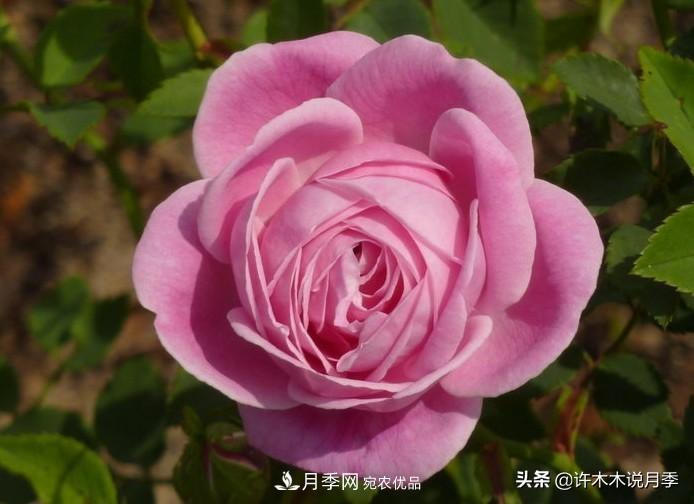 25個豐花濃香的波旁月季。擁有中國血統(tǒng)，不僅抗病還能做花墻(圖17)