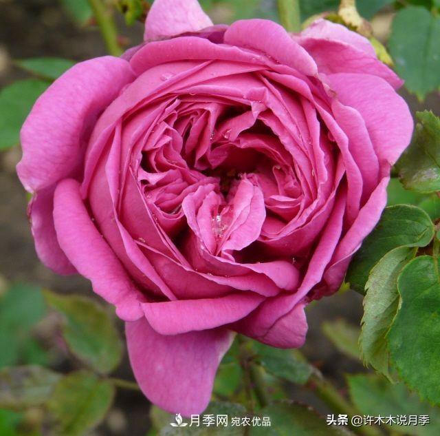 25個豐花濃香的波旁月季。擁有中國血統(tǒng)，不僅抗病還能做花墻(圖15)