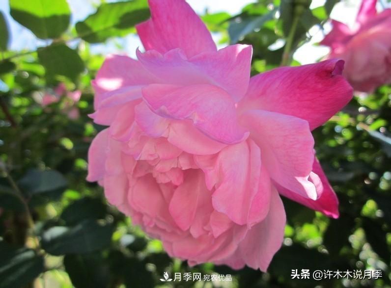 25個豐花濃香的波旁月季。擁有中國血統(tǒng)，不僅抗病還能做花墻(圖14)