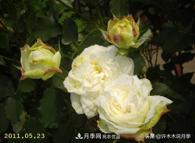 25個豐花濃香的波旁月季。擁有中國血統(tǒng)，不僅抗病還能做花墻(圖19)