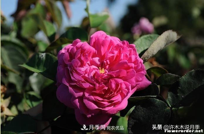 25個豐花濃香的波旁月季。擁有中國血統(tǒng)，不僅抗病還能做花墻(圖18)