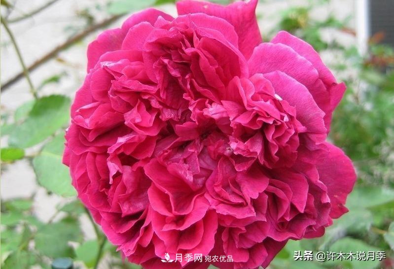 25個豐花濃香的波旁月季。擁有中國血統(tǒng)，不僅抗病還能做花墻(圖21)