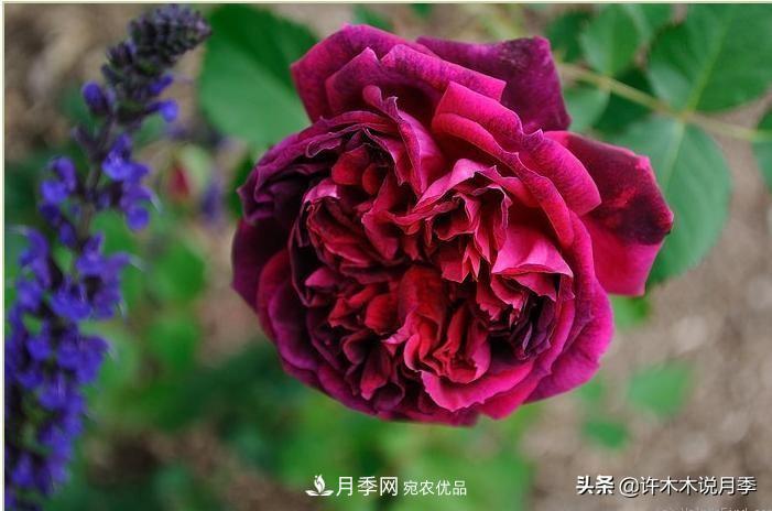 25個豐花濃香的波旁月季。擁有中國血統(tǒng)，不僅抗病還能做花墻(圖20)