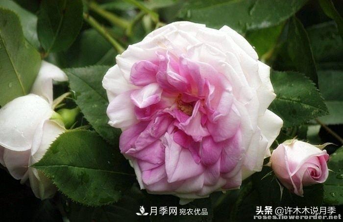 25個豐花濃香的波旁月季。擁有中國血統(tǒng)，不僅抗病還能做花墻(圖25)