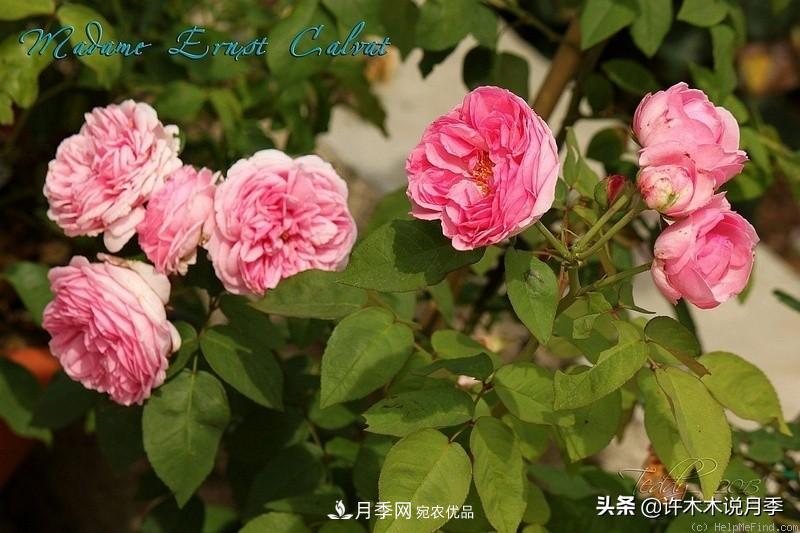 25個豐花濃香的波旁月季。擁有中國血統(tǒng)，不僅抗病還能做花墻(圖23)