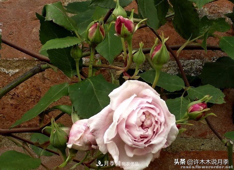 25個豐花濃香的波旁月季。擁有中國血統(tǒng)，不僅抗病還能做花墻(圖24)