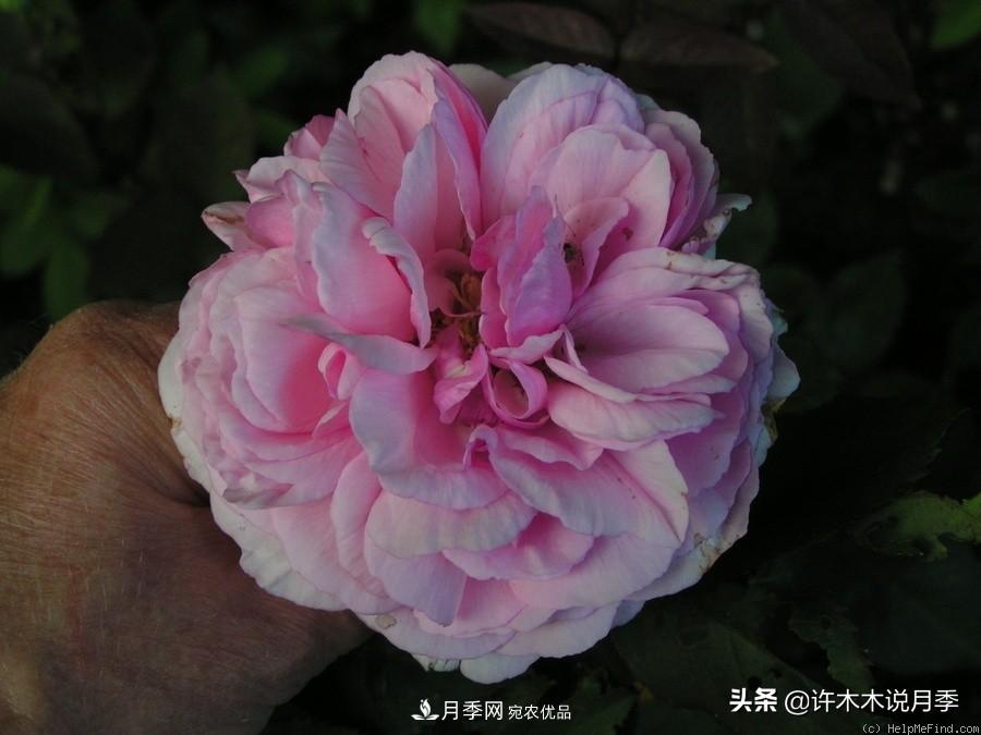 25個豐花濃香的波旁月季。擁有中國血統(tǒng)，不僅抗病還能做花墻(圖22)