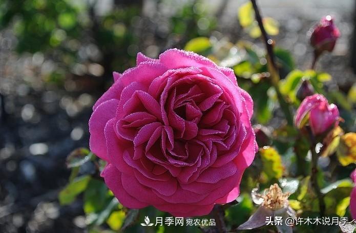 25個豐花濃香的波旁月季。擁有中國血統(tǒng)，不僅抗病還能做花墻(圖29)