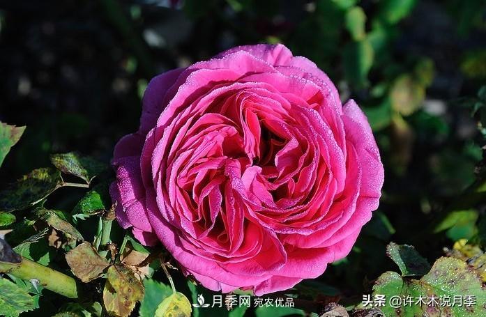 25個豐花濃香的波旁月季。擁有中國血統(tǒng)，不僅抗病還能做花墻(圖28)