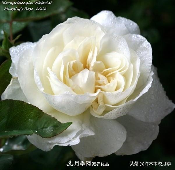 25個豐花濃香的波旁月季。擁有中國血統(tǒng)，不僅抗病還能做花墻(圖27)