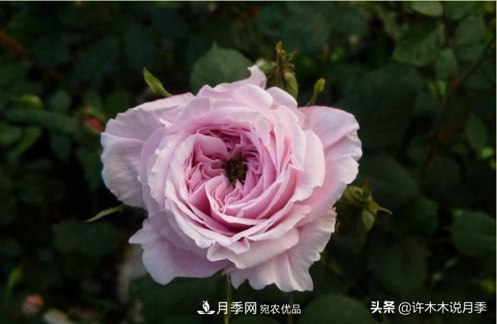 25個豐花濃香的波旁月季。擁有中國血統(tǒng)，不僅抗病還能做花墻(圖33)