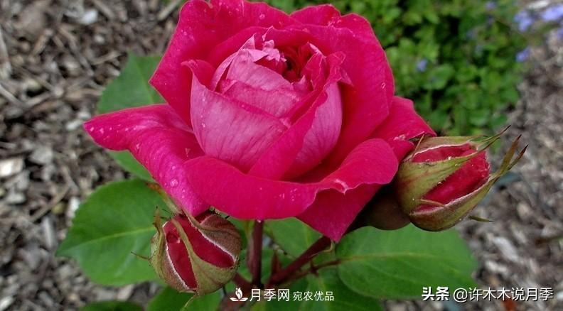25個豐花濃香的波旁月季。擁有中國血統(tǒng)，不僅抗病還能做花墻(圖30)